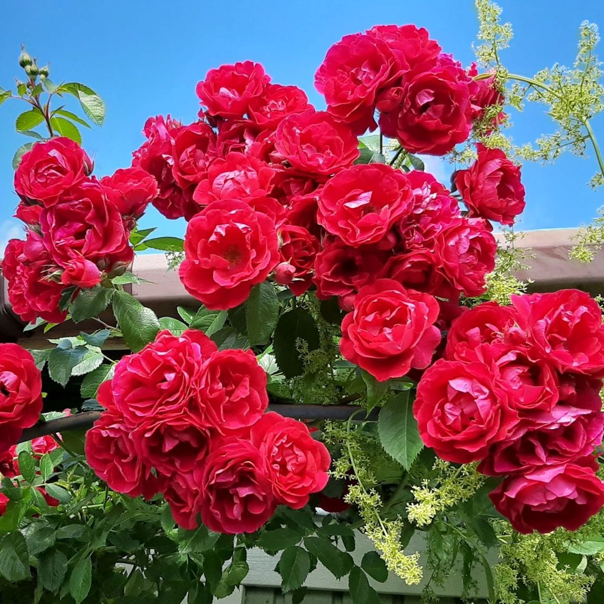 Rosa ‘Red Climber’® – Trandafir floribunda rosu, catarator, parfumat (Rosa Flammentanz)