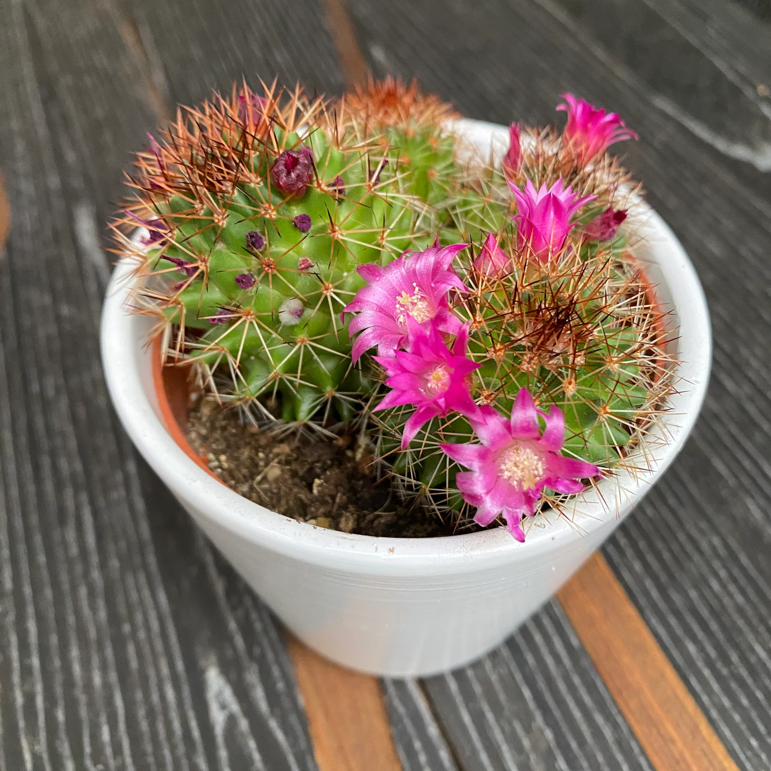 Mammillaria zeilmanniana