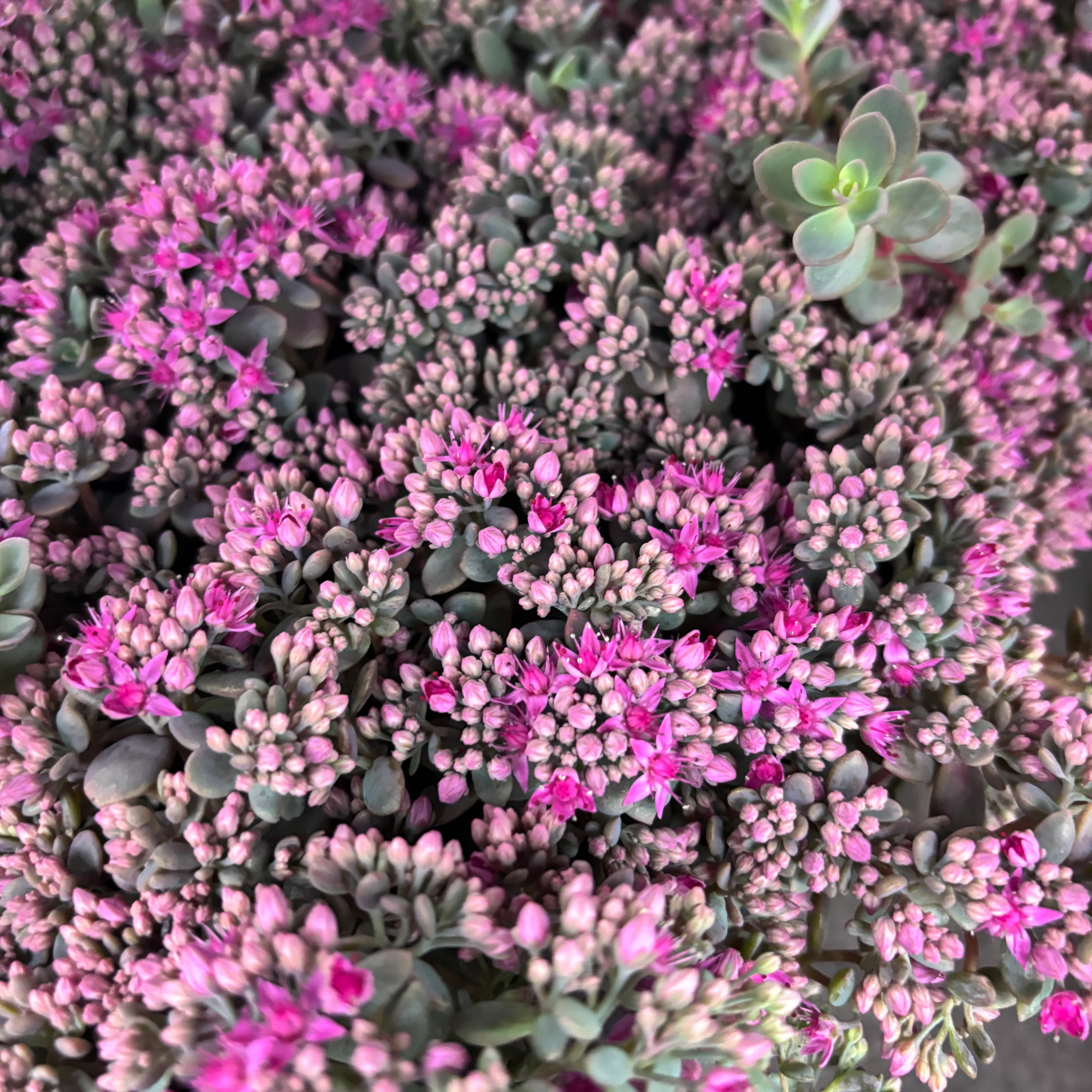 Sedum cauticola 'Lidakense’ – iarba grasa