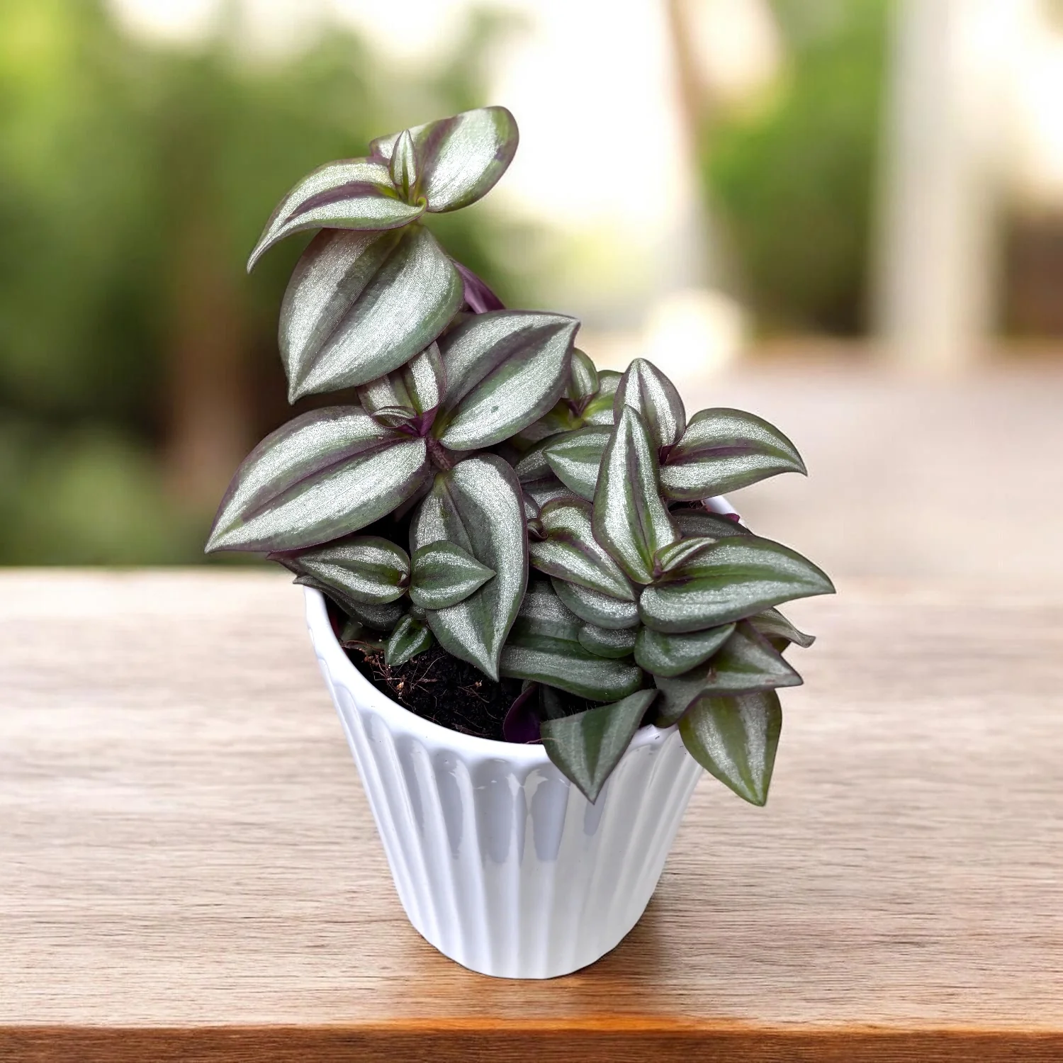 Tradescantia zebrina ‘Silver’ – frunzis decorativ verde-argintiu