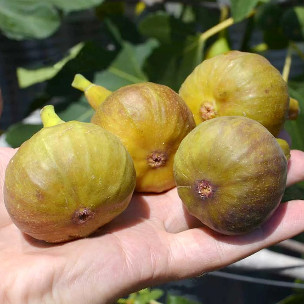 Smochin – Ficus carica 'Bornholm’ (rezista la -30°C) (Bornholm’s Diamond)