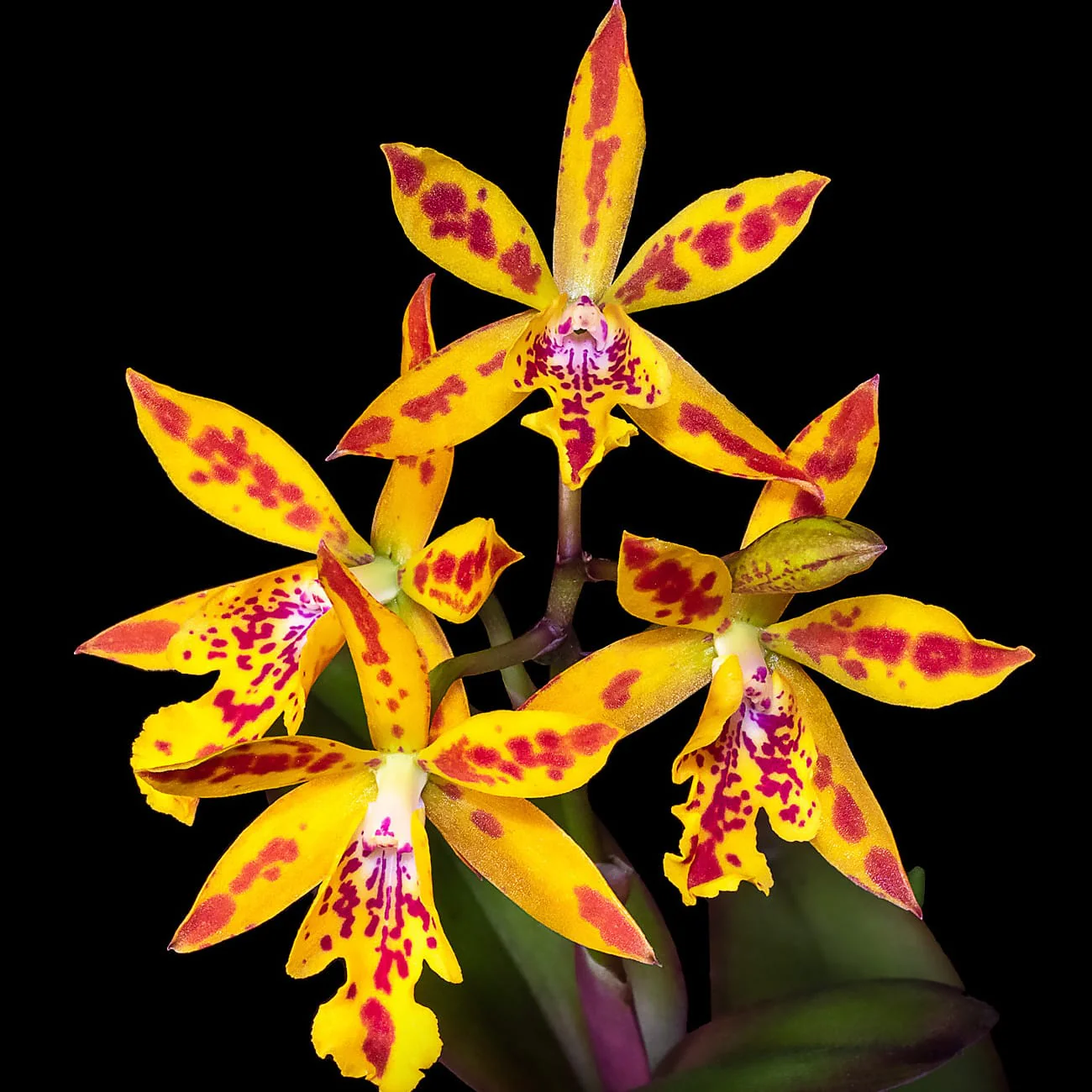 Epicatanthe Hsiang Yu Gold Coast 'Fireworks’ – parfumata