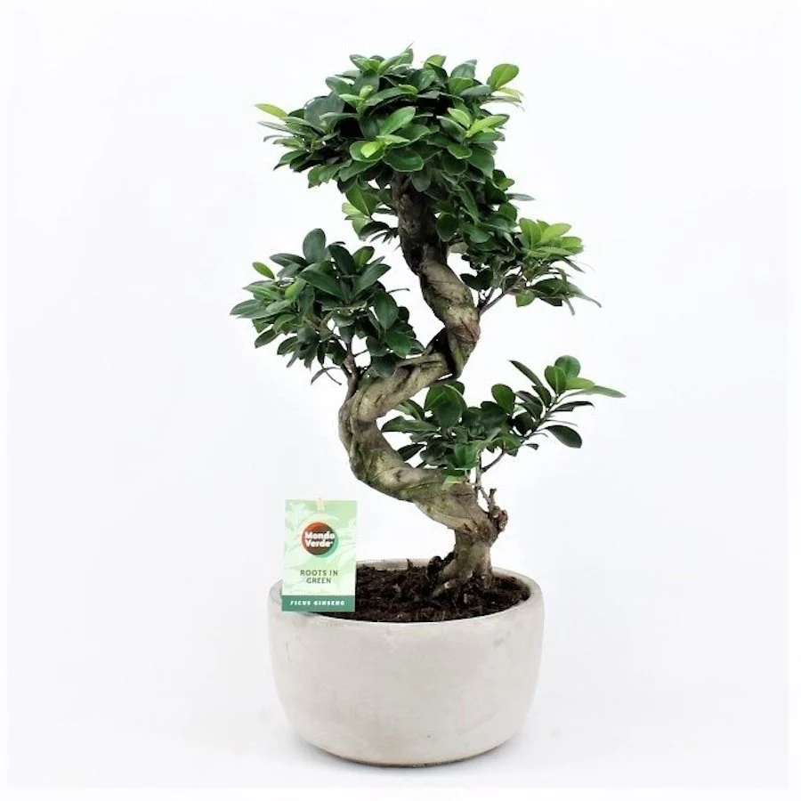 Bonsai Ginseng in forma S H60 cm (cu vas decorativ ciment)
