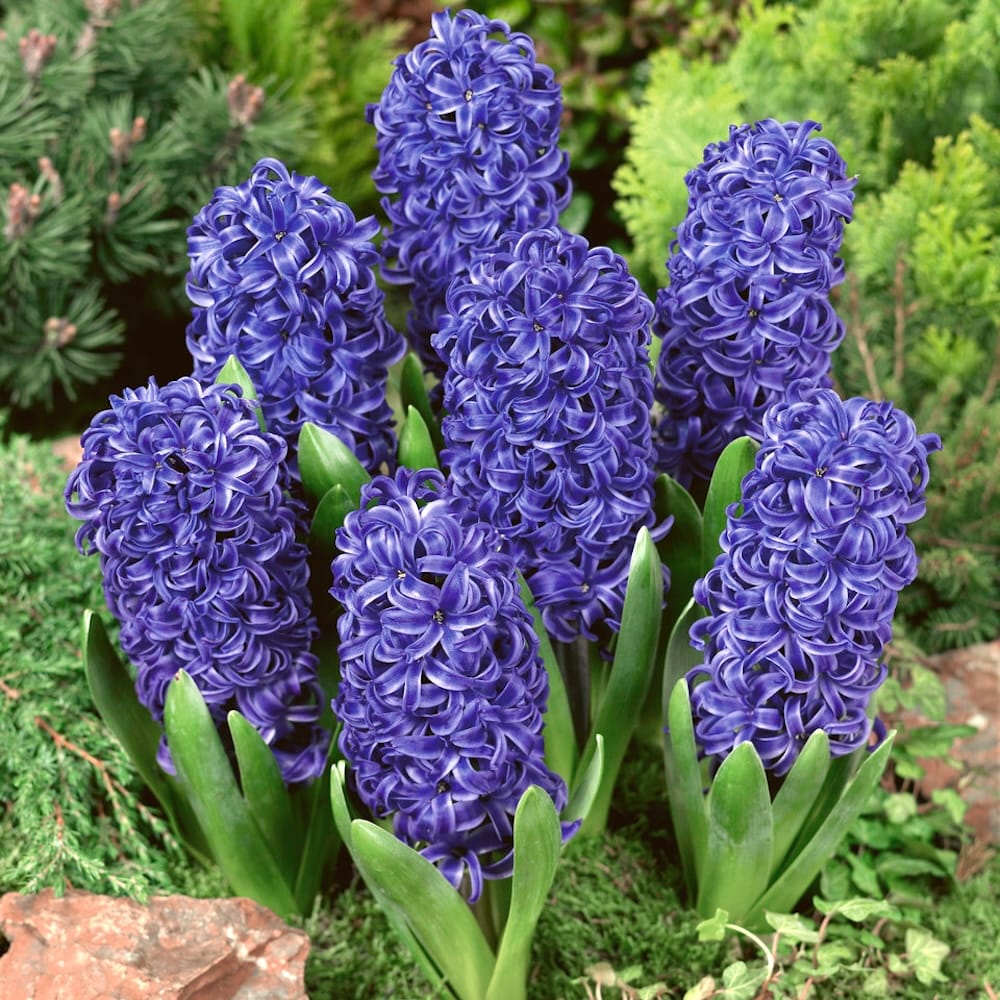 Zambile albastre – Hyacinthus orientalis 'Pearl Blue’