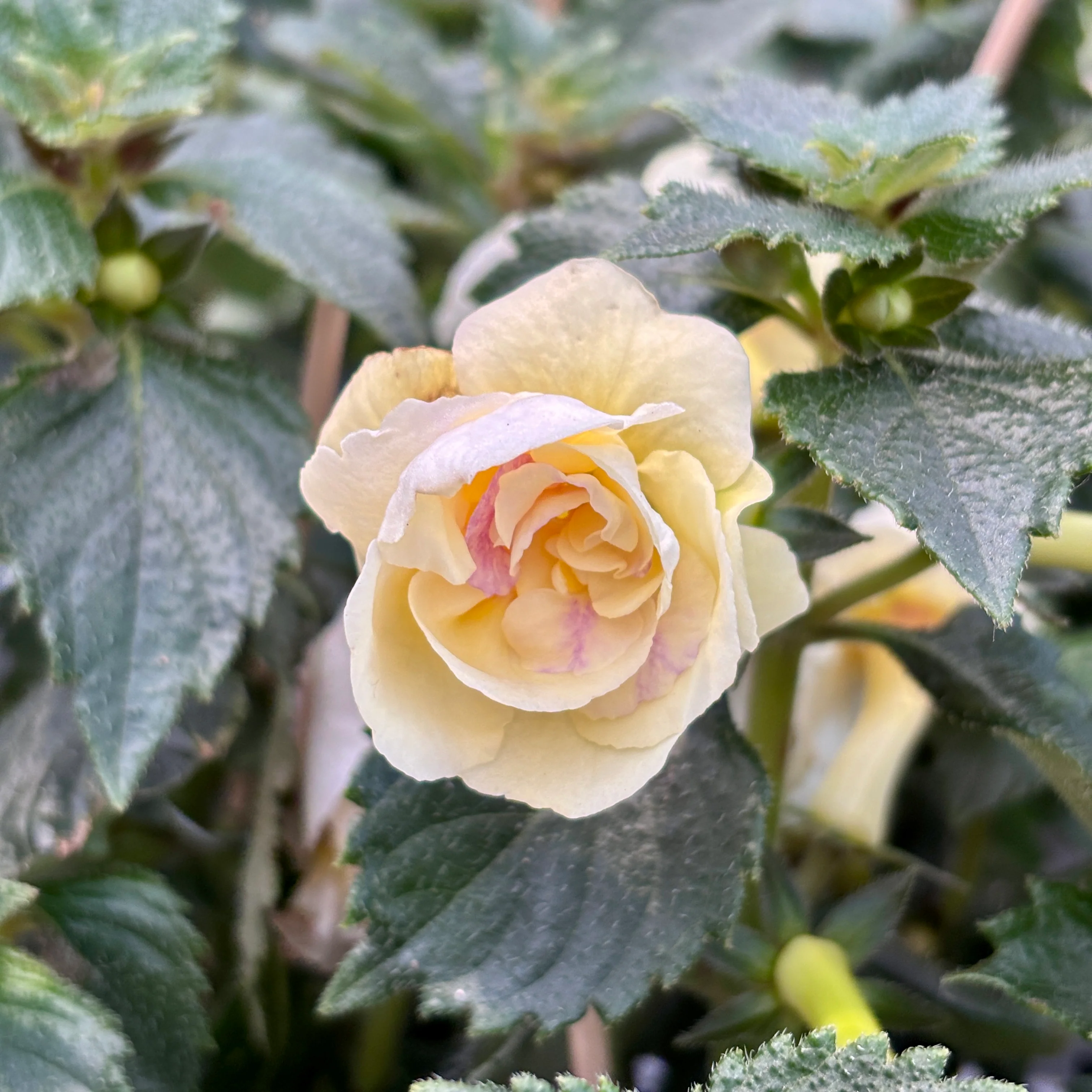 Achimenes ‘Yellow English Rose’ – flori duble mari, asemanatoare trandafirilor englezesti