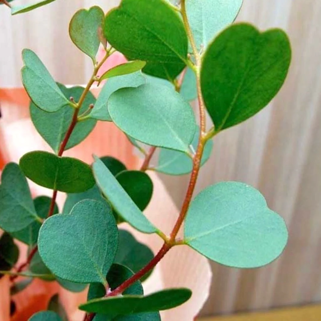 Eucalipt – Eucalyptus websteriana (Heart Leaf)
