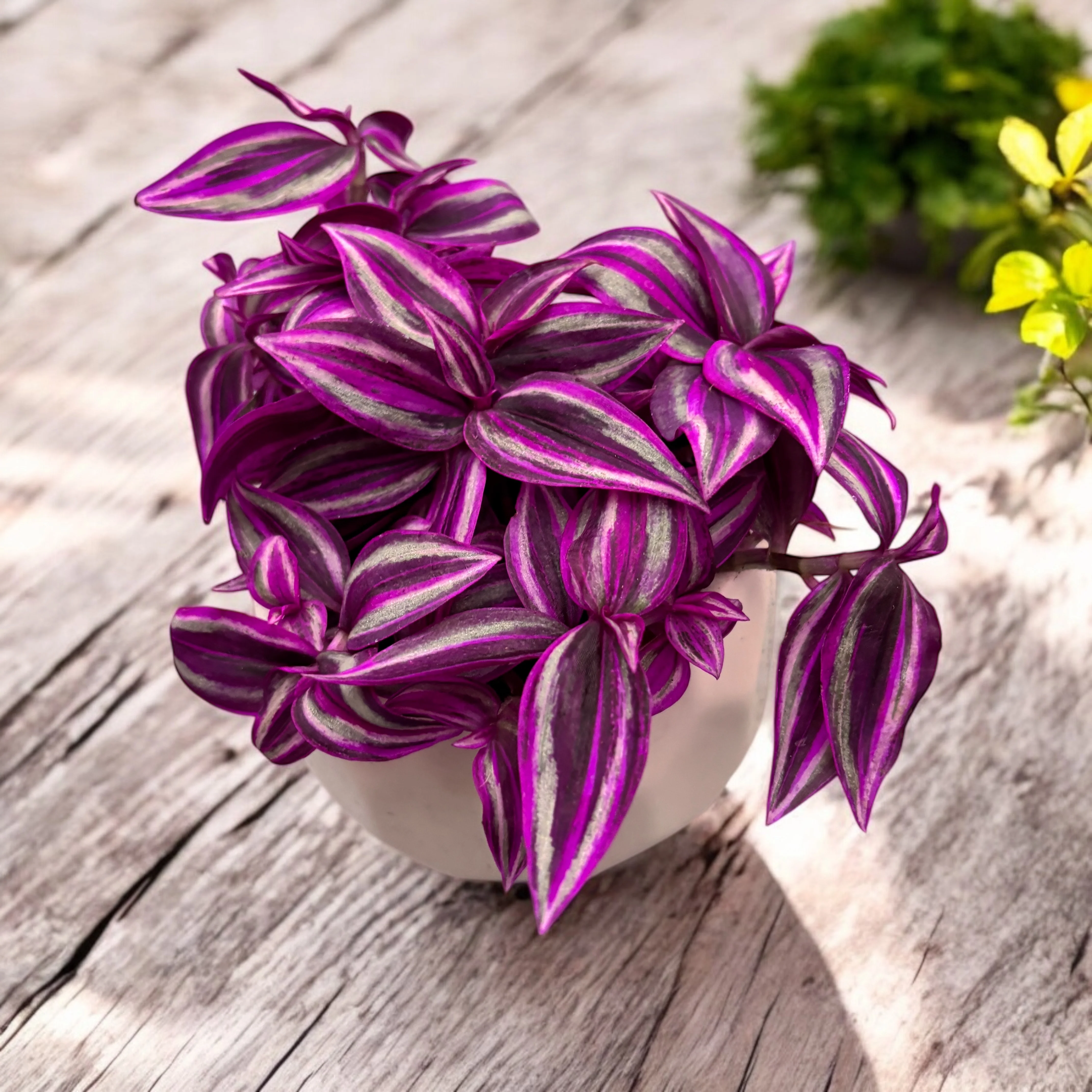 Tradescantia zebrina ‘Pink Paradise’ – planta curgatoare cu frunze roz – argintii