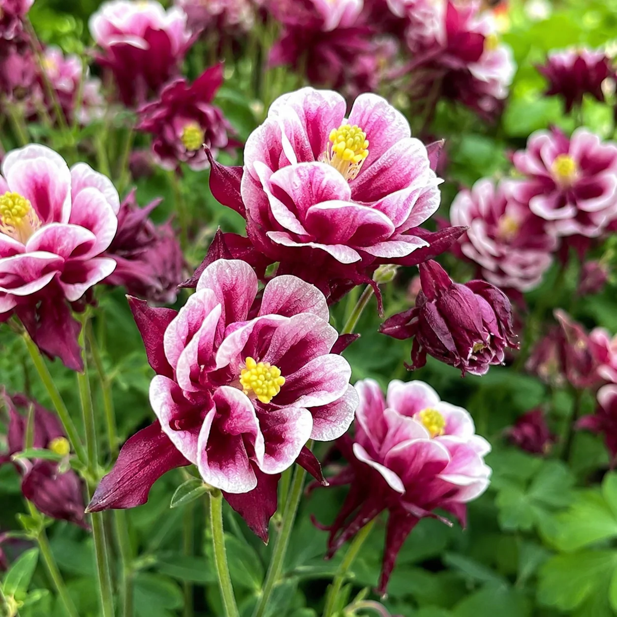 Aquilegia vulgaris 'Winky Double Red & White’ – caldaruse de gradina cu flori duble rosu-alb