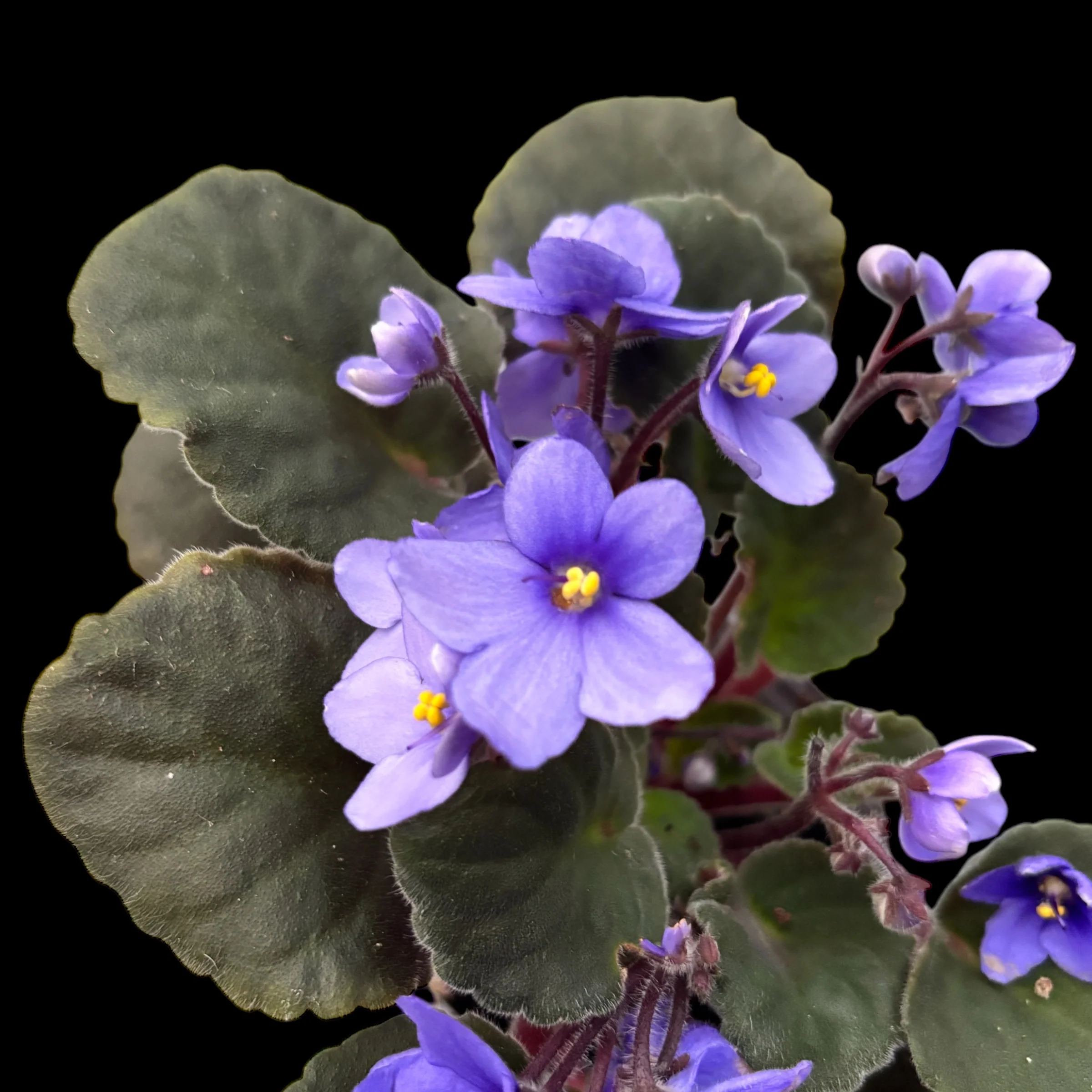 Saintpaulia Inova Spectra Tessa – violete africane
