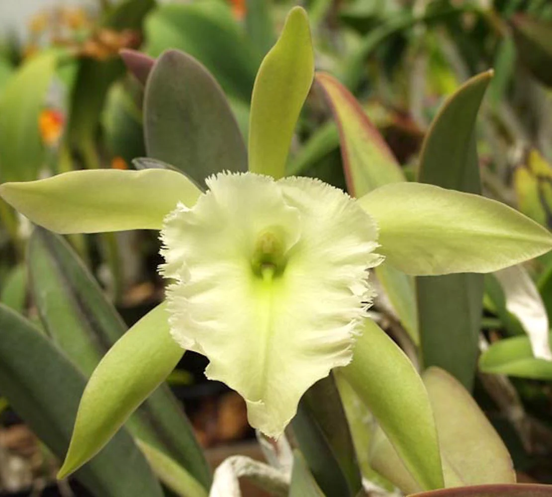 Rhyncholaelia Aristocrat (Rhy. glauca × digbyana) parfumata