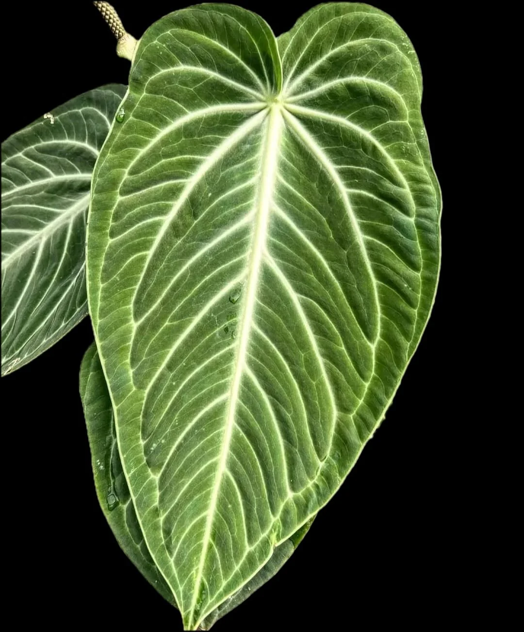 Anthurium villenaorum (babyplant – juvenile form)