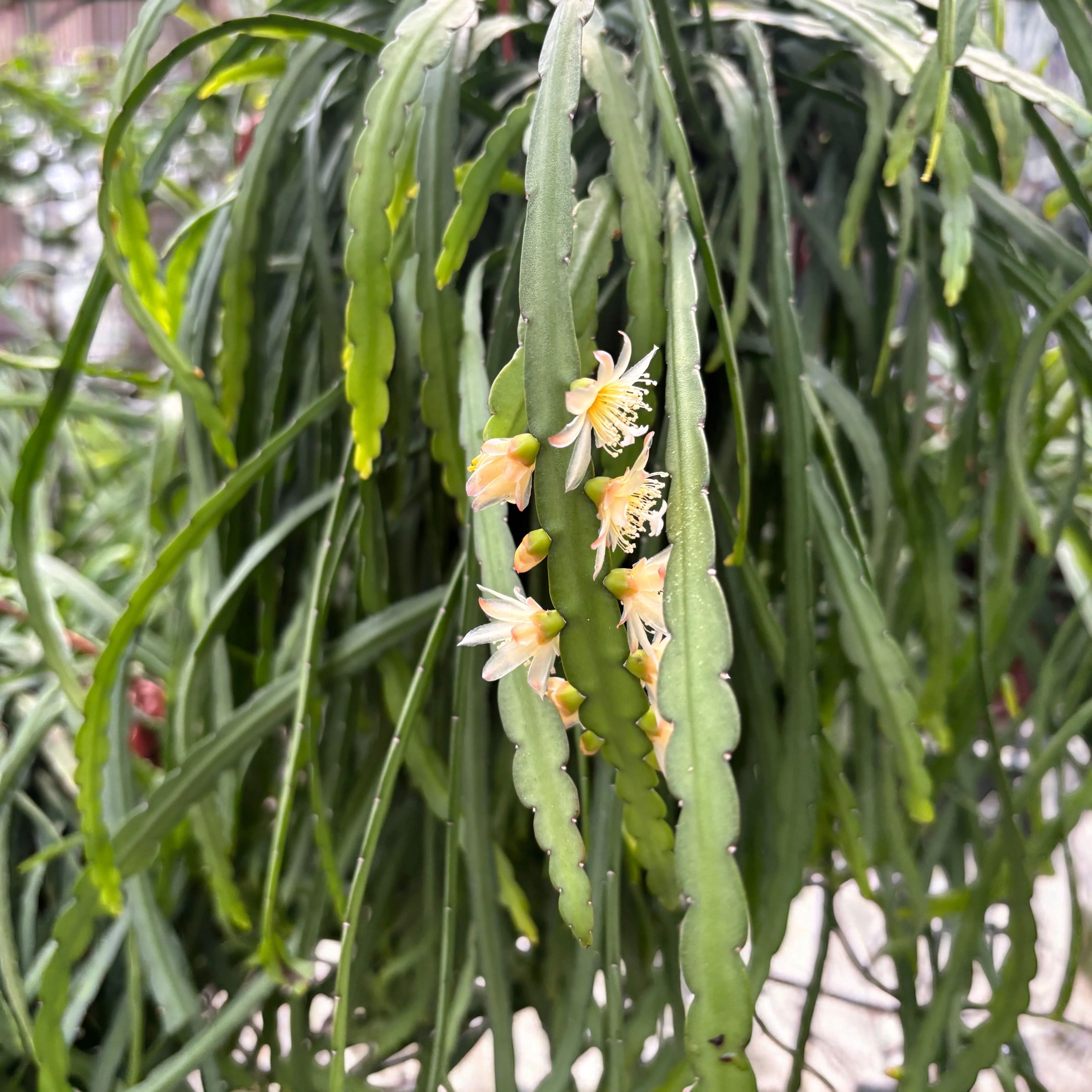 Lepismium bolivianum – cactusul de padure – exemplare XL