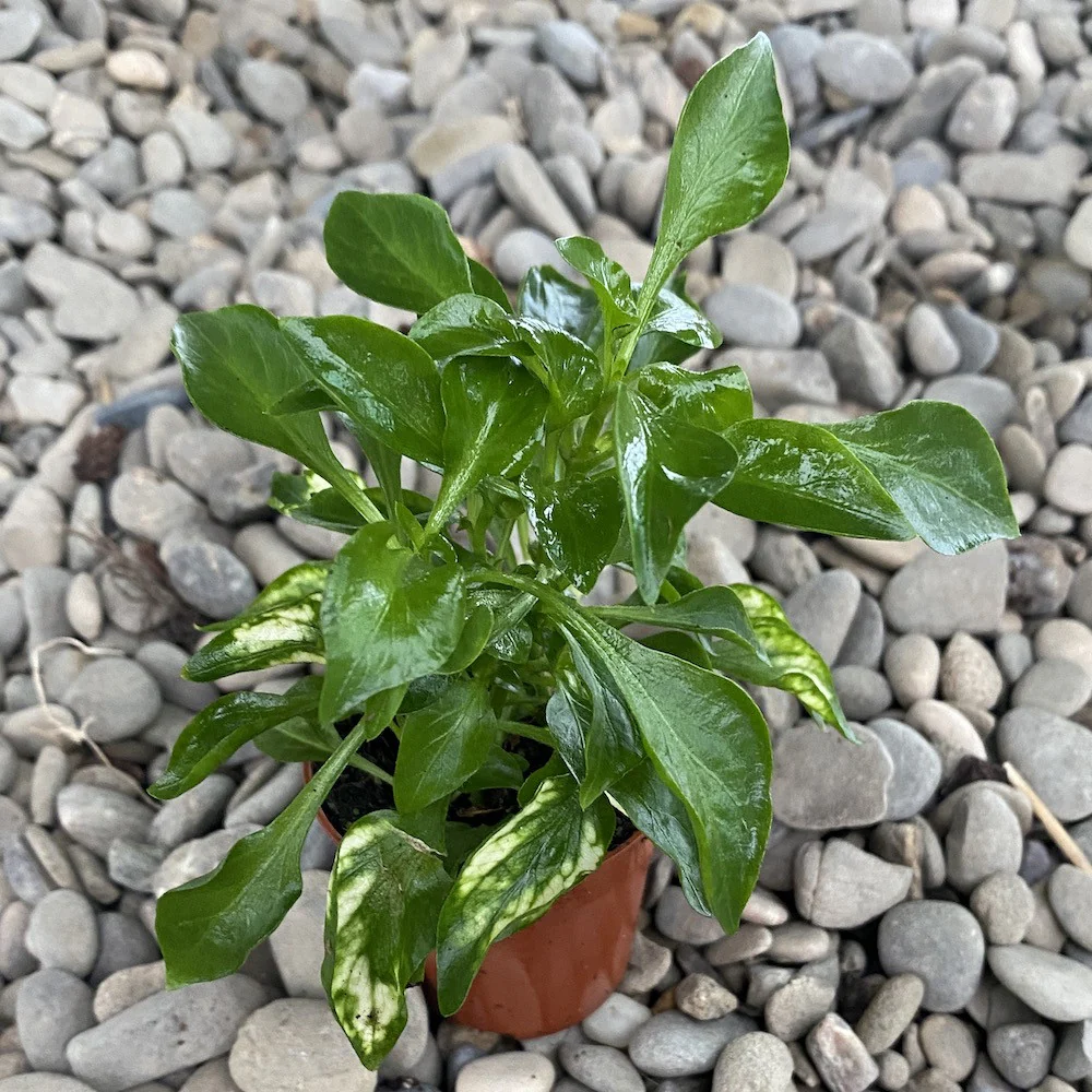 Alternanthera Bettzickiana (babyplant)