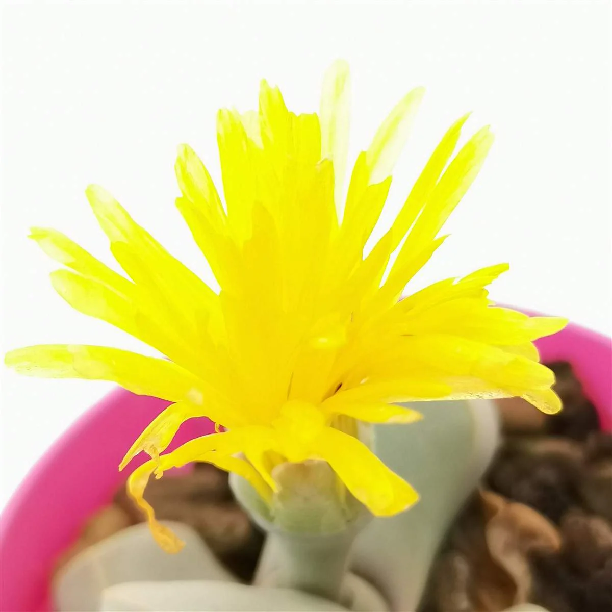 Lapidaria margaretae (Karoo Rose)