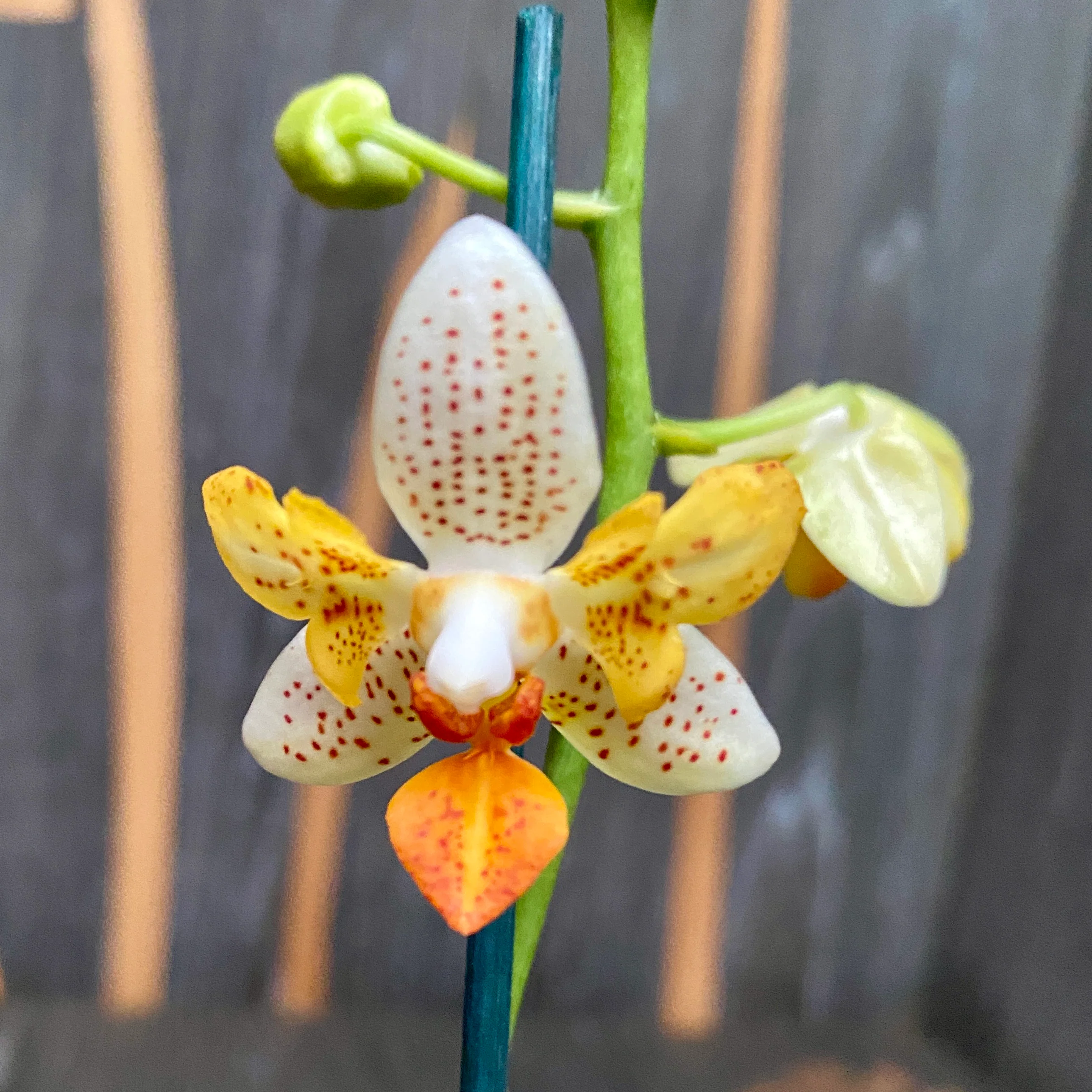 Phalaenopsis Mini Mark (Olanda) peloric