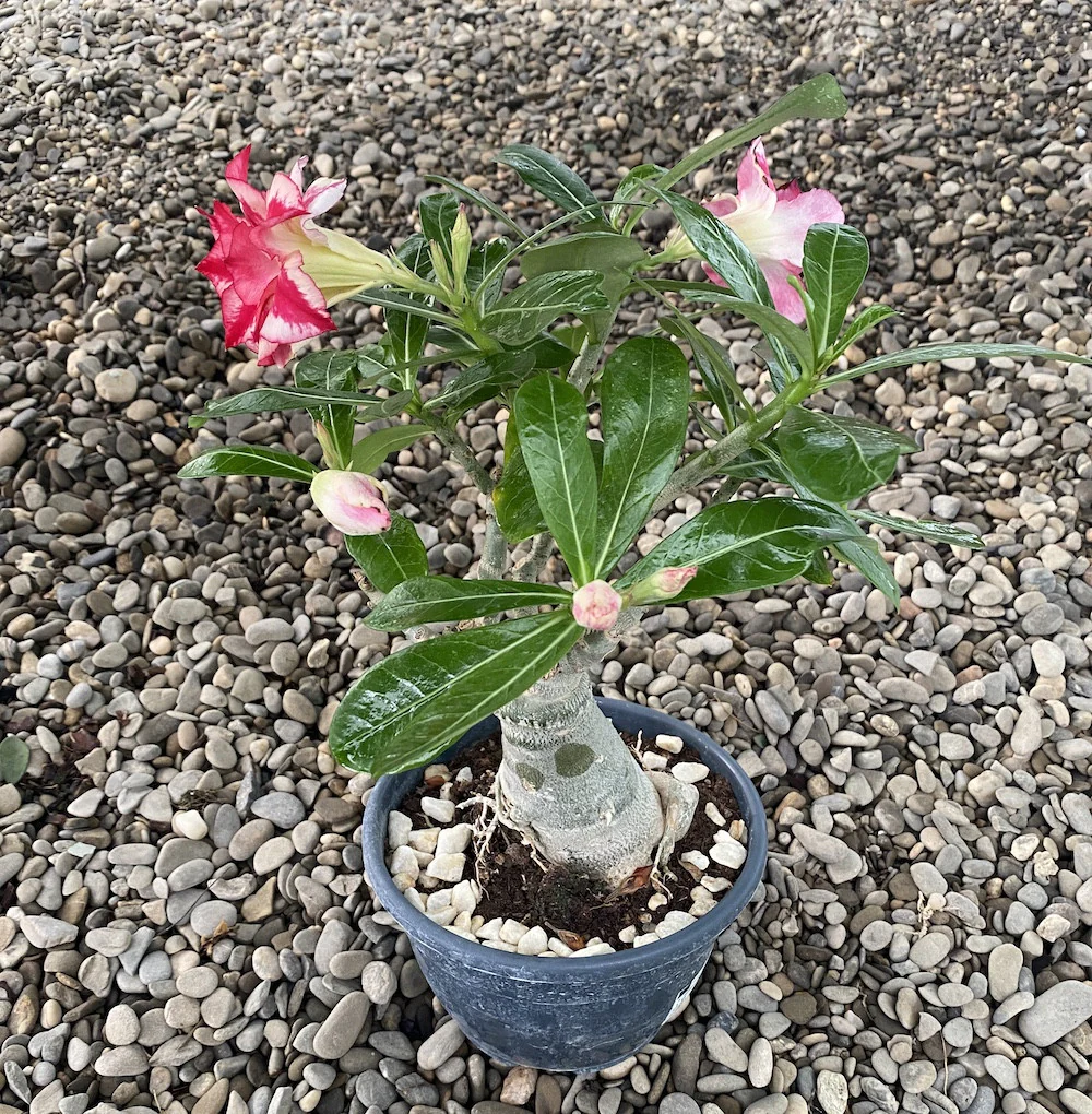 Trandafirul desertului XL – Adenium obesum