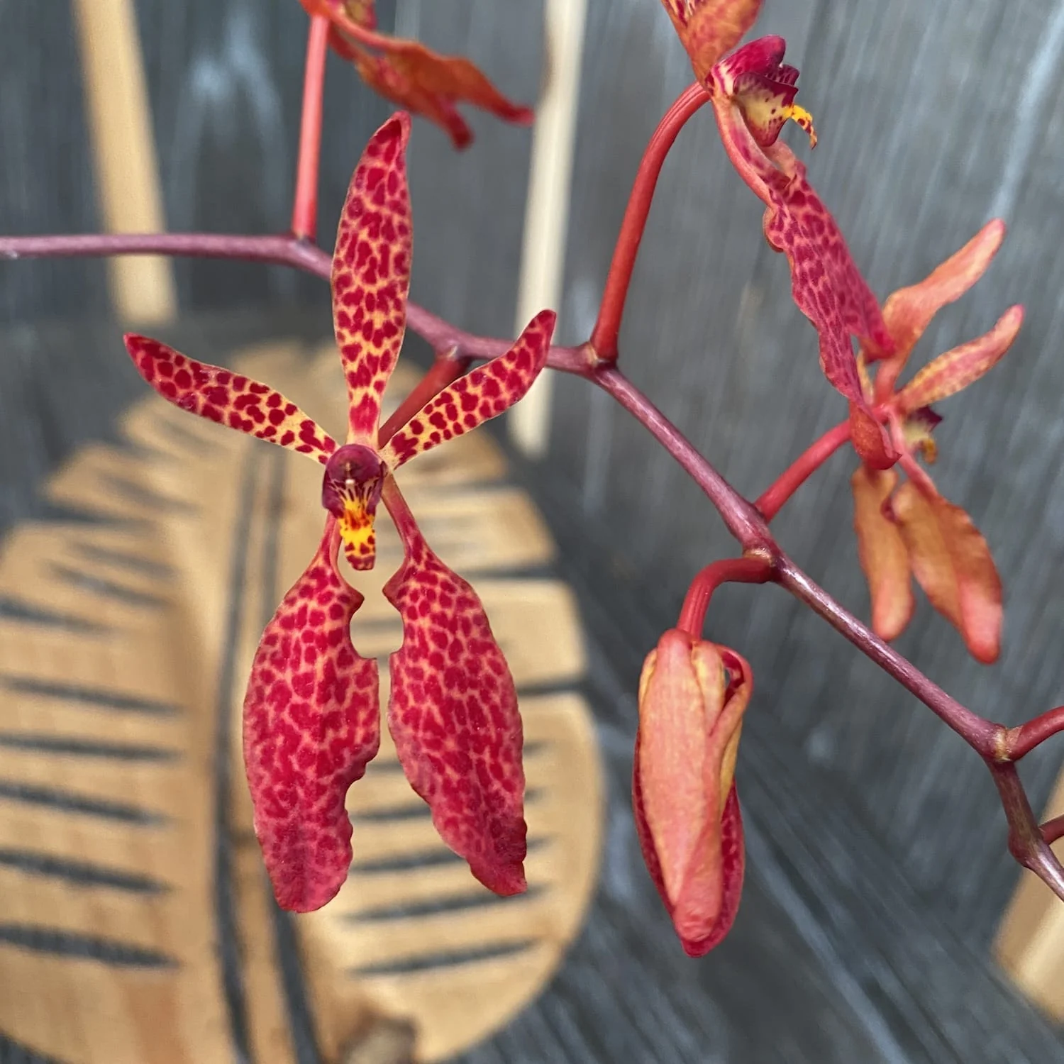 Renanthera Memoria Robin Musolino (exemplarul din poza)