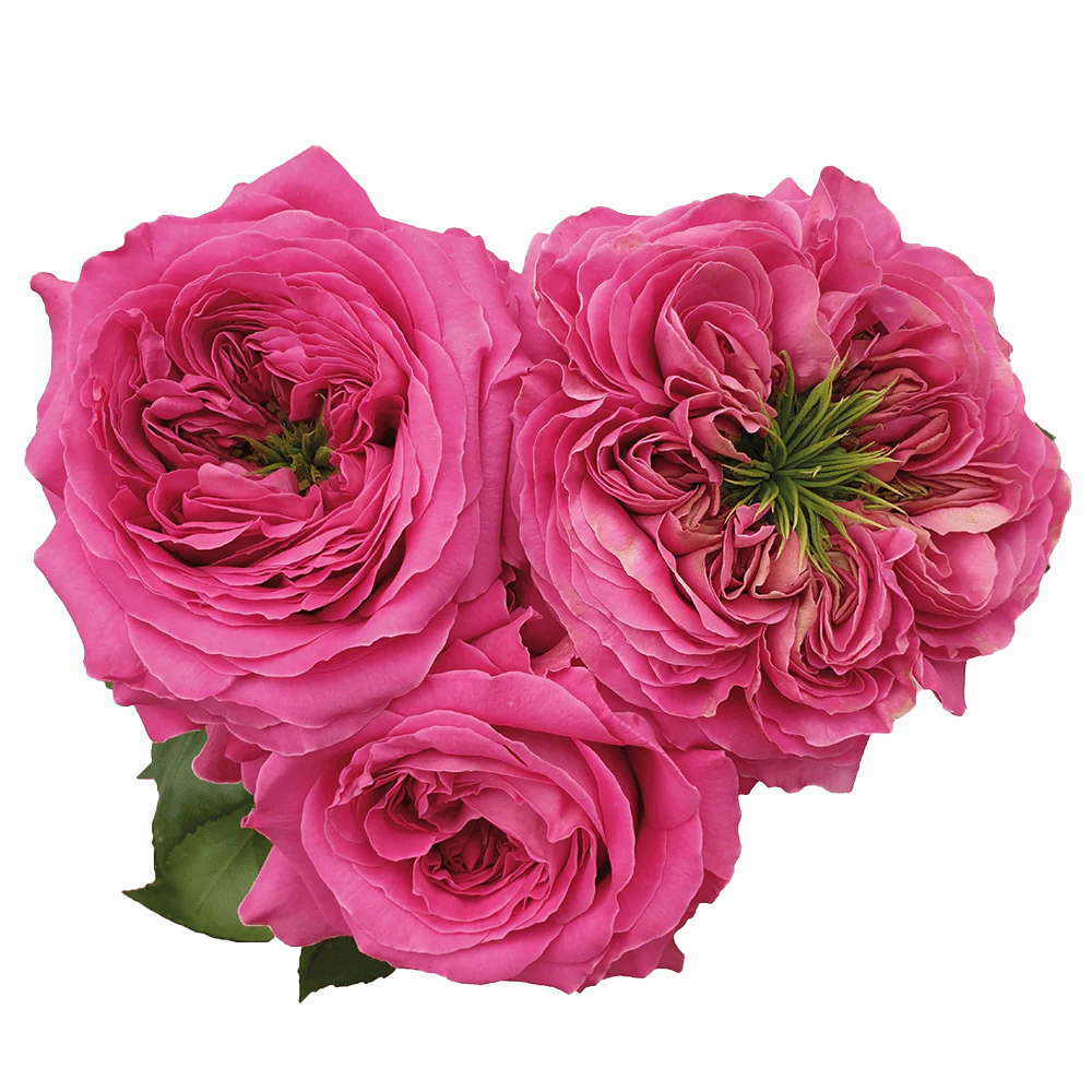 Rosa 'Mystic’® – Trandafir floribunda, flori parfumate, impresionante