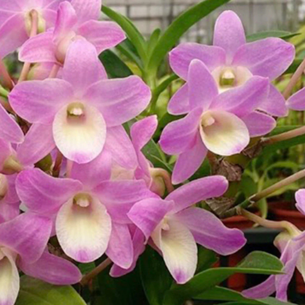 Dendrobium Hamana Lake 'Kumi’