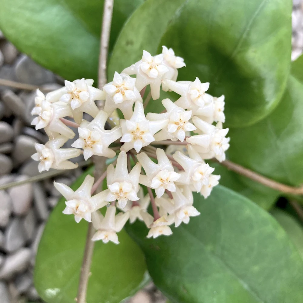 Hoya verticillata (Arnottiana)