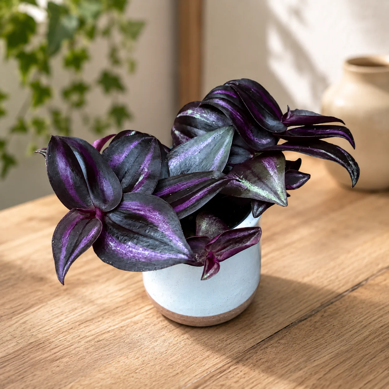 Tradescantia zebrina 'Purpusii Purple Joy’ (babyplant)