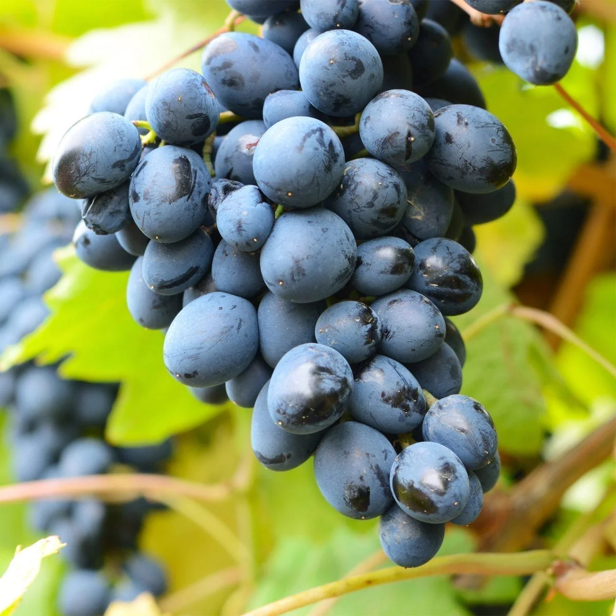 Vita de vie fara samburi – Vitis vinifera 'Venus’ (Seedless)