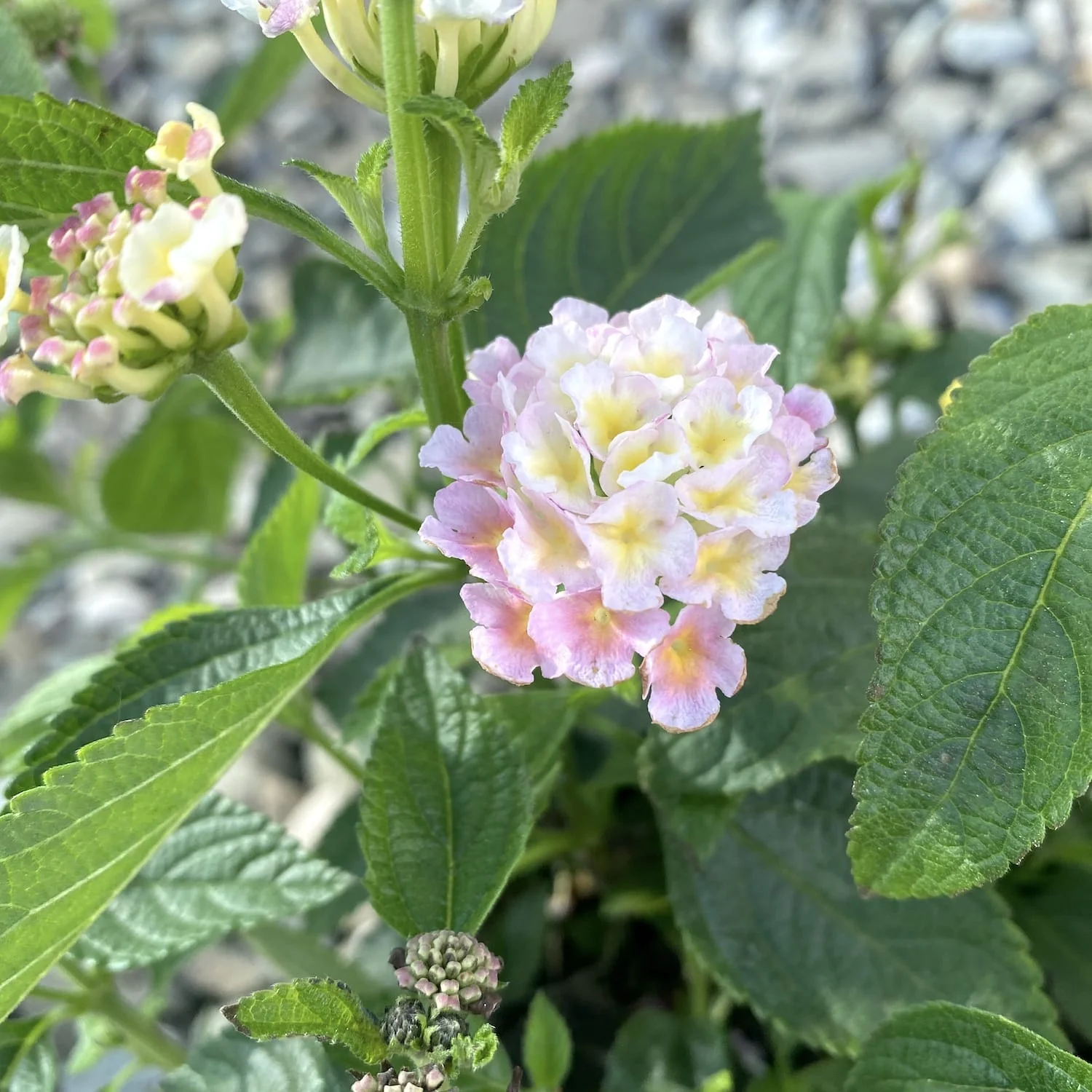 Lantana camara – 3 culori/ghiveci