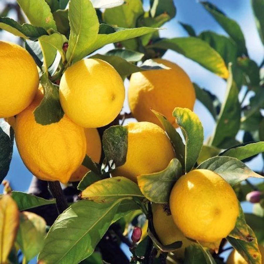 Lamai – Citrus limon 'Toscane’ (Limone Toscano) – plante tinere