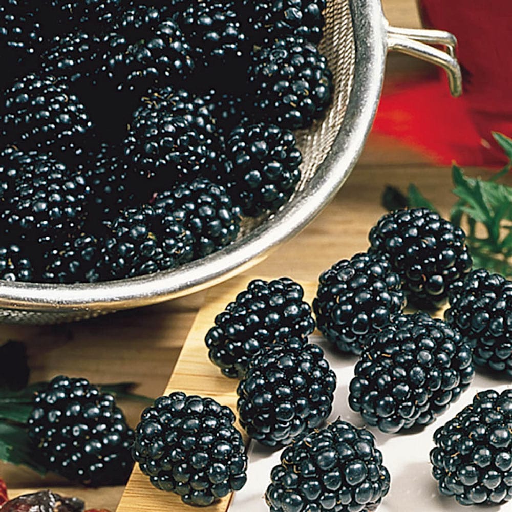 Mure uriase, fara spini – Rubus fruticosus 'Loch Ness’ (100% biologic)