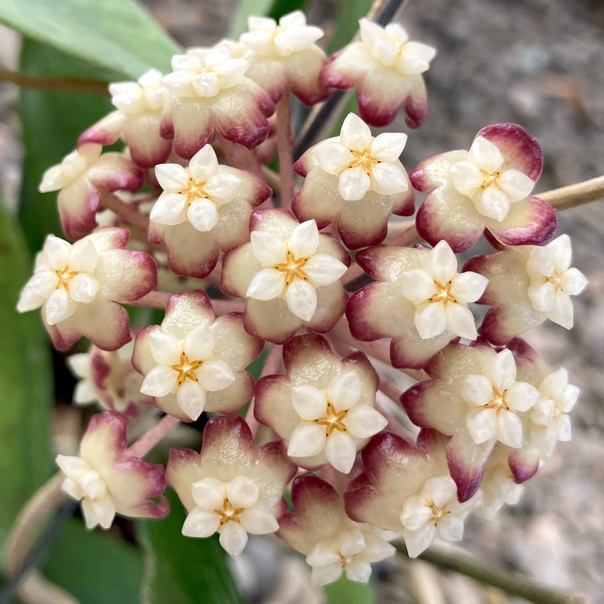 Hoya 'Jennifer’ – exemplare XL