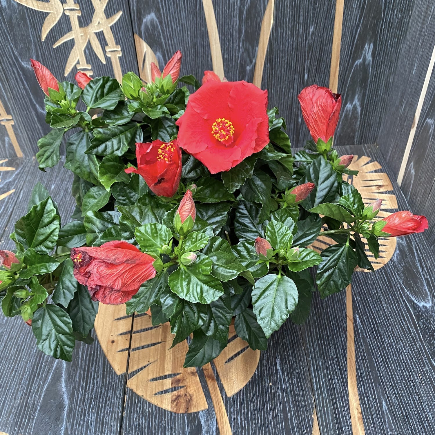 Hibiscus Premiere XXL – 4 plante/ghiveci