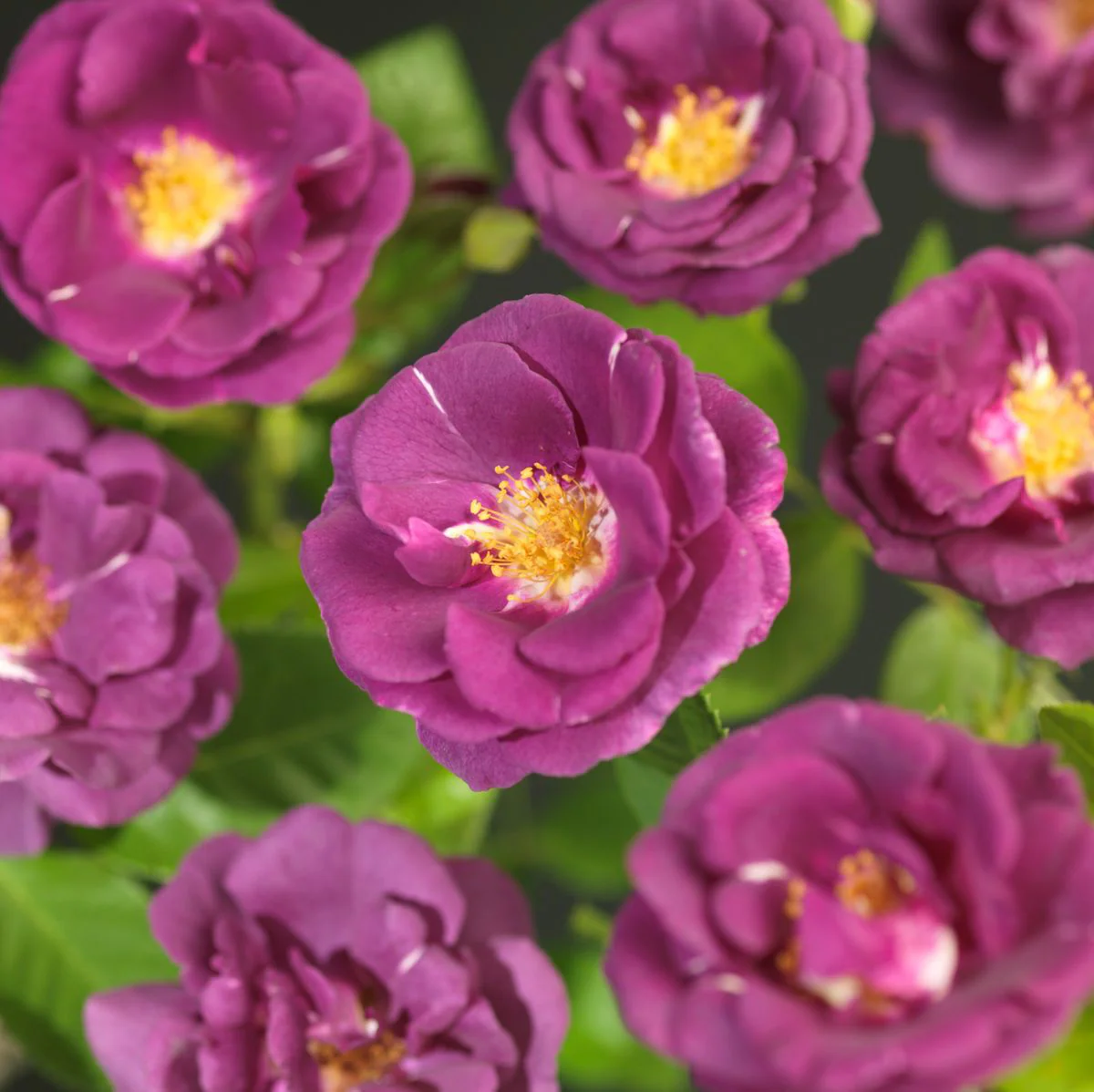 Rosa 'Purple Queen’® – Trandafir floribunda, catarator, parfumat