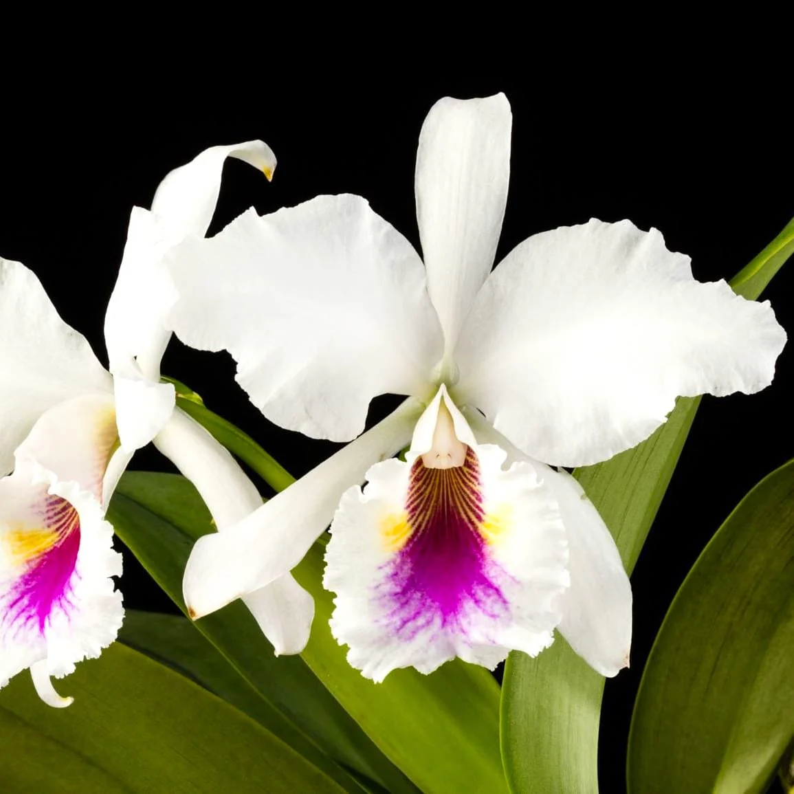 Cattleya labiata var. semi-alba parfumata