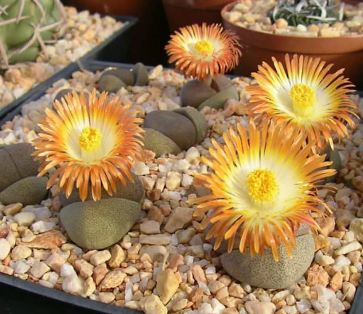 Pleiospilos nelii D5