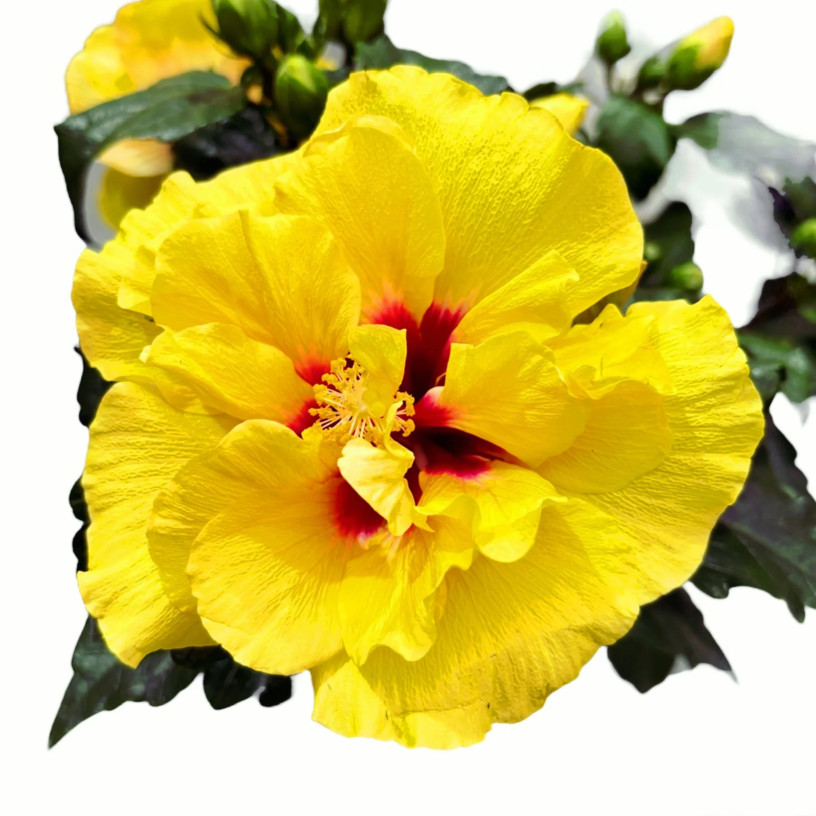 Hibiscus Adonicus 'Double Yellow’- flori duble XL (2 plante/ghiveci)