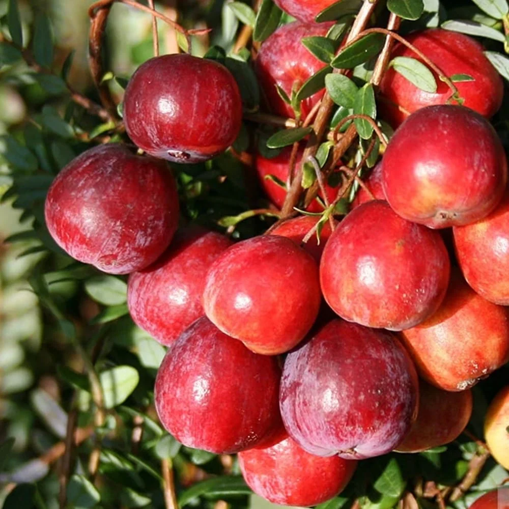 Afin rosu, merisor – Vaccinium macrocarpon 'Early Black’