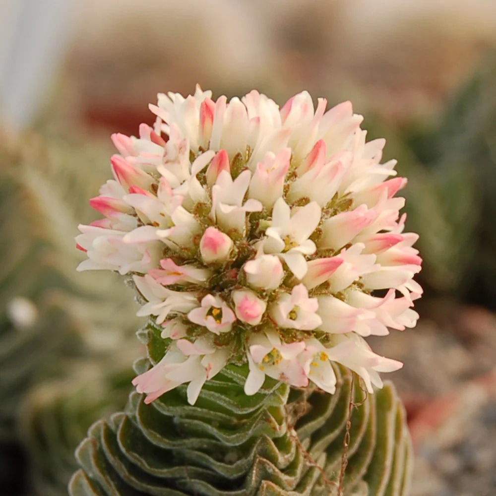 Crassula Buddha’s Temple