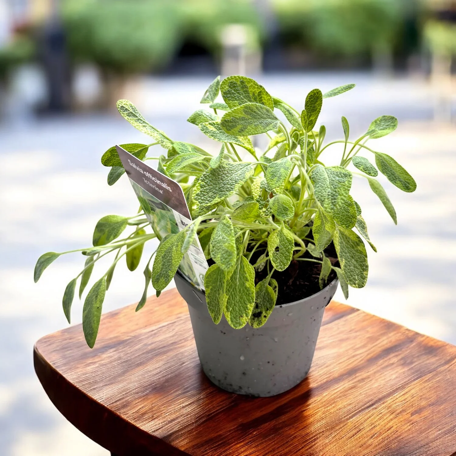 Salvia officinalis ‘Icterina’ – salvie aurie (cultura biologica)