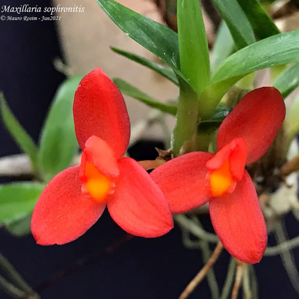 Maxillaria sophronitis (Ornithidium sophronitis)