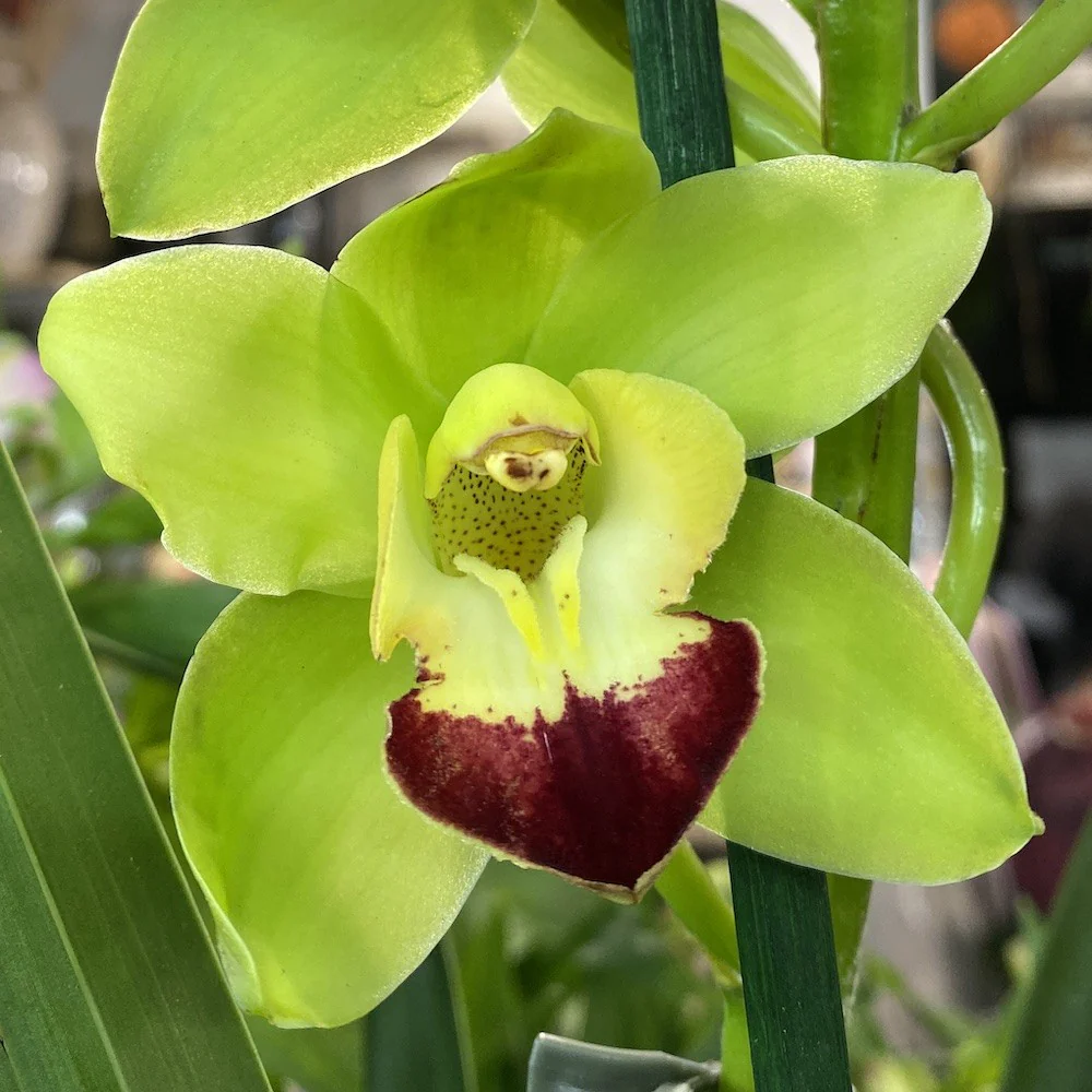 Orhidee Cymbidium verde Green Rock