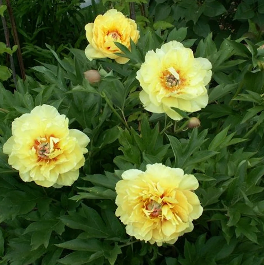 Bujori galbeni Paeonia Yellow Crown – 1 rizom