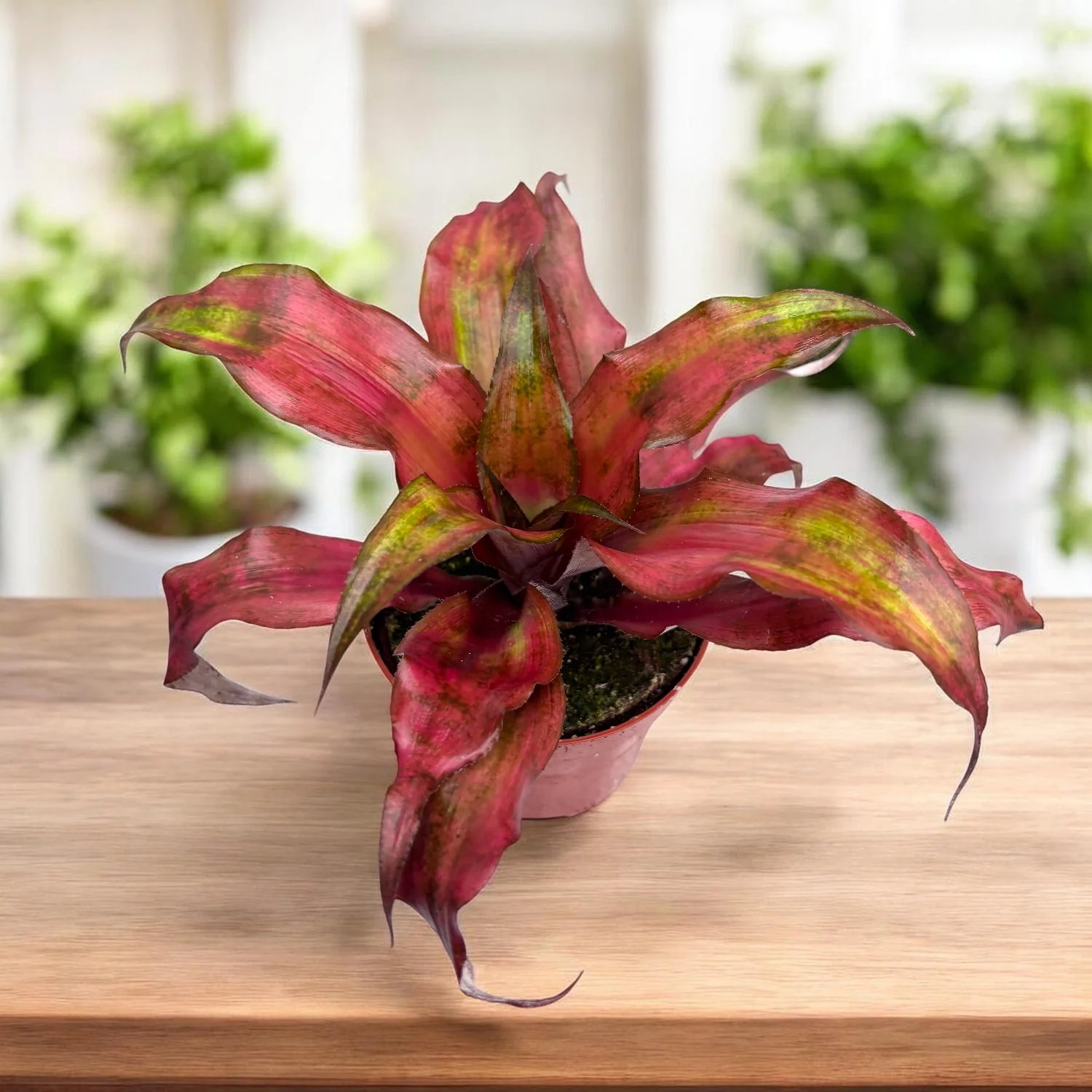 Cryptanthus ‘Strawberries Flambe’ – Steaua Pamantului cu frunzis colorat