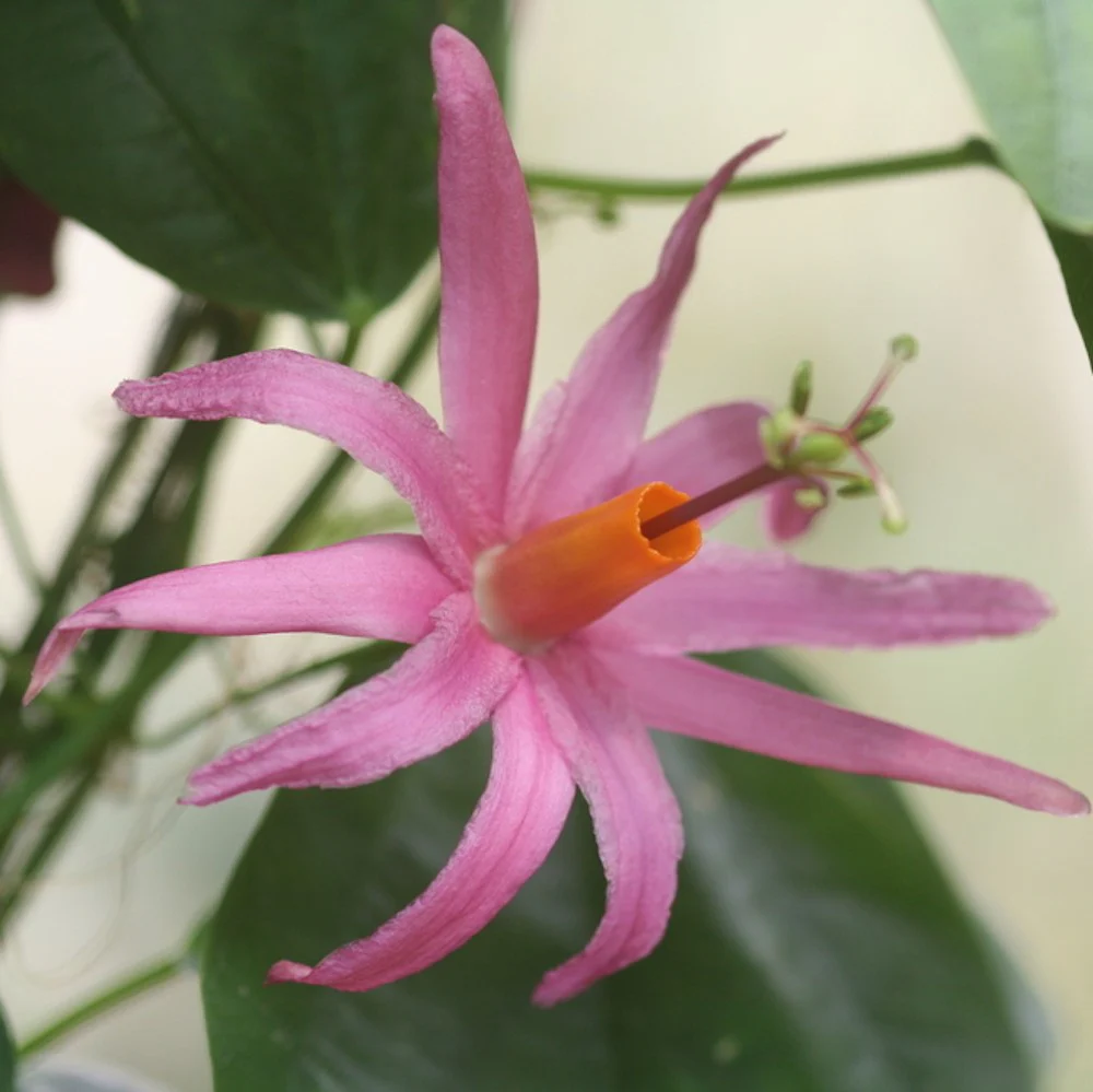 Passiflora roz Tulae – floarea pasiunii