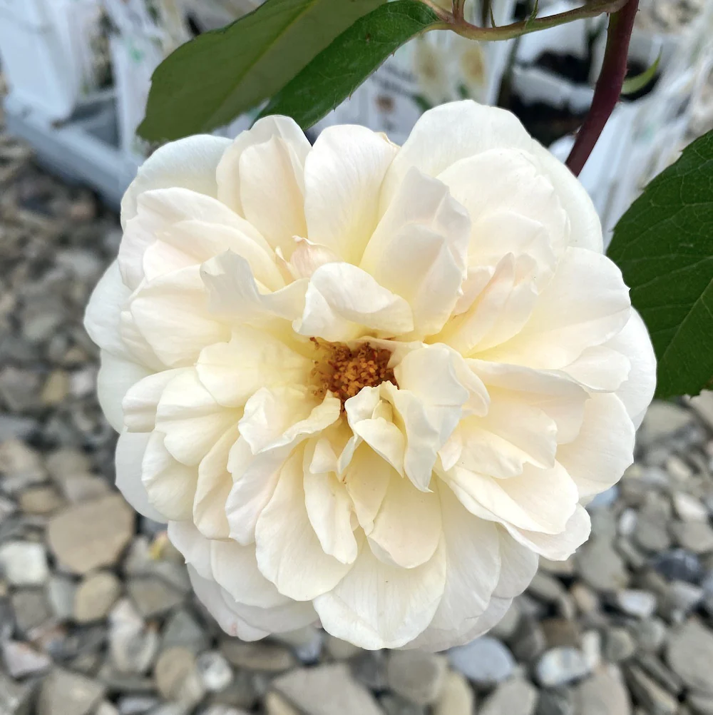 Rosa ‘Crazy in Love’® Vanilla – Trandafir floribunda, catarator, parfumat