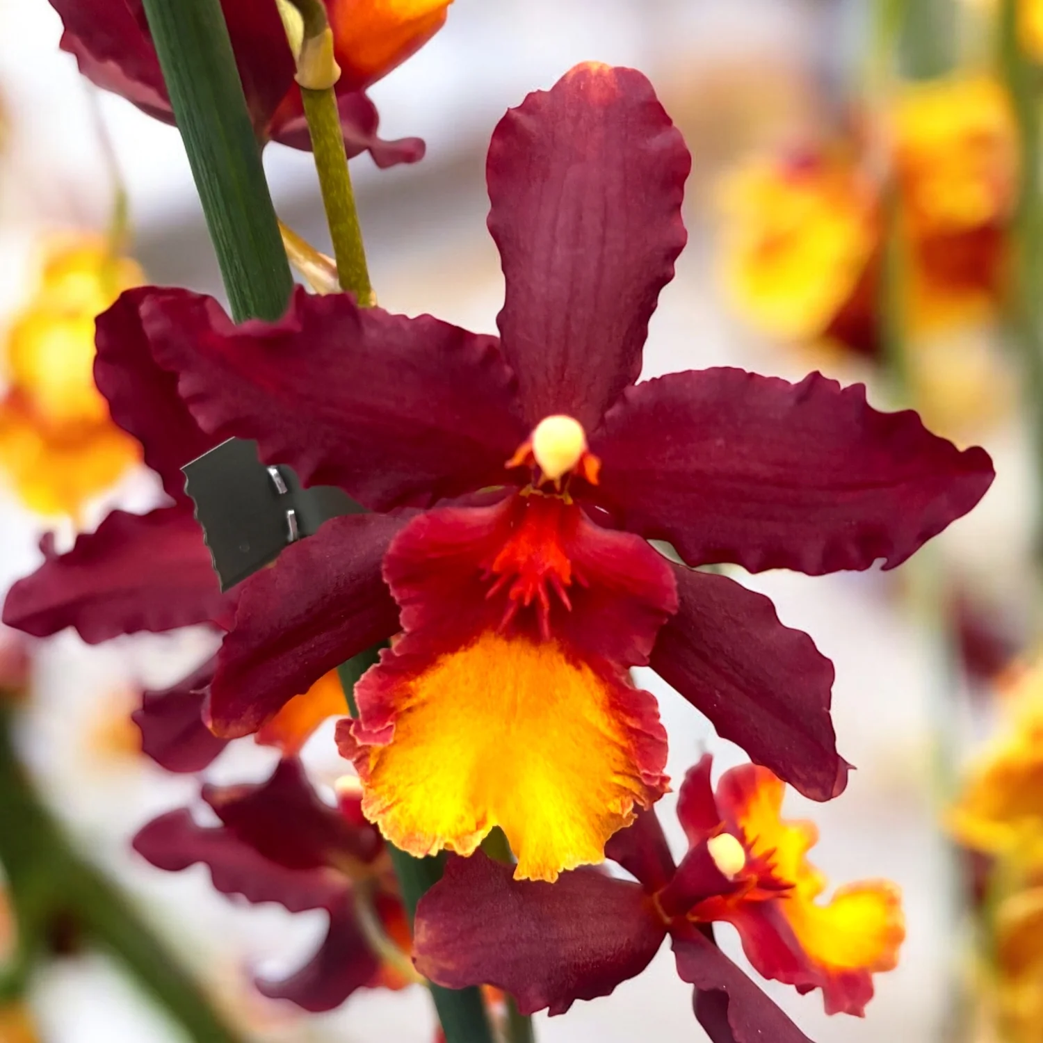 Wilsonara Aloha Sparks 'Ruby Eyes’