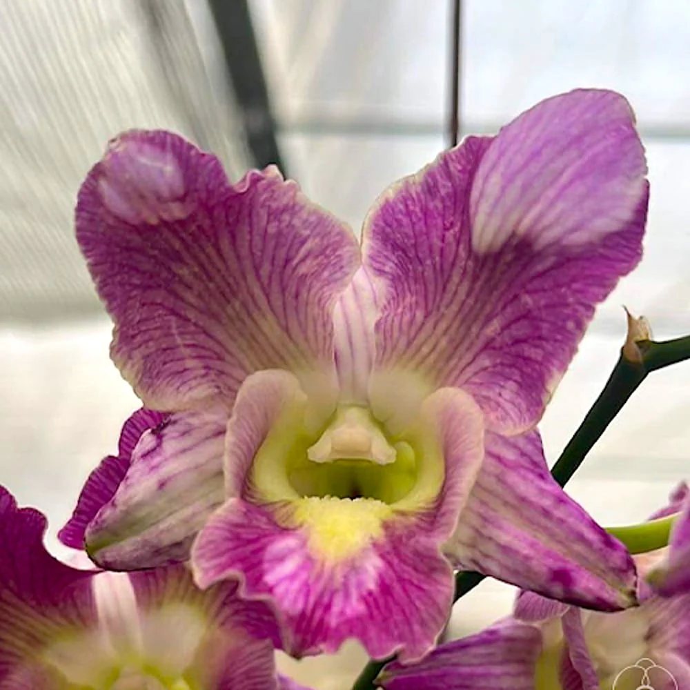 Dendrobium Dragon King II (Dendrobium Phalaenopsis)