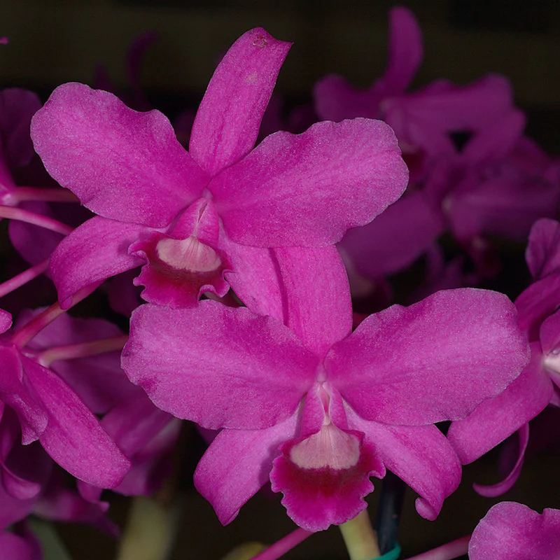 Cattleya bowringiana var. red parfumata