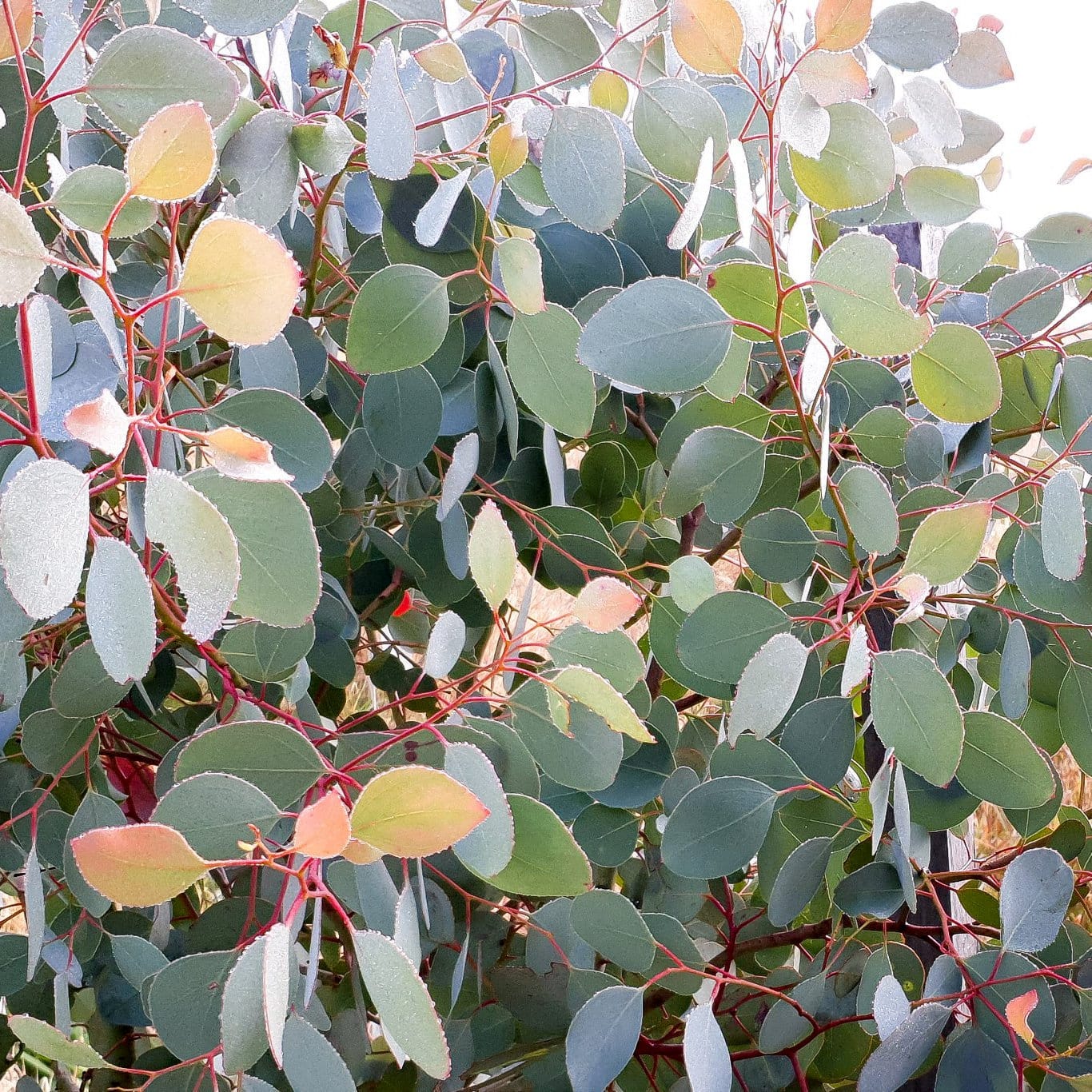 Eucalipt – Eucalyptus polyanthemos (Red Box)
