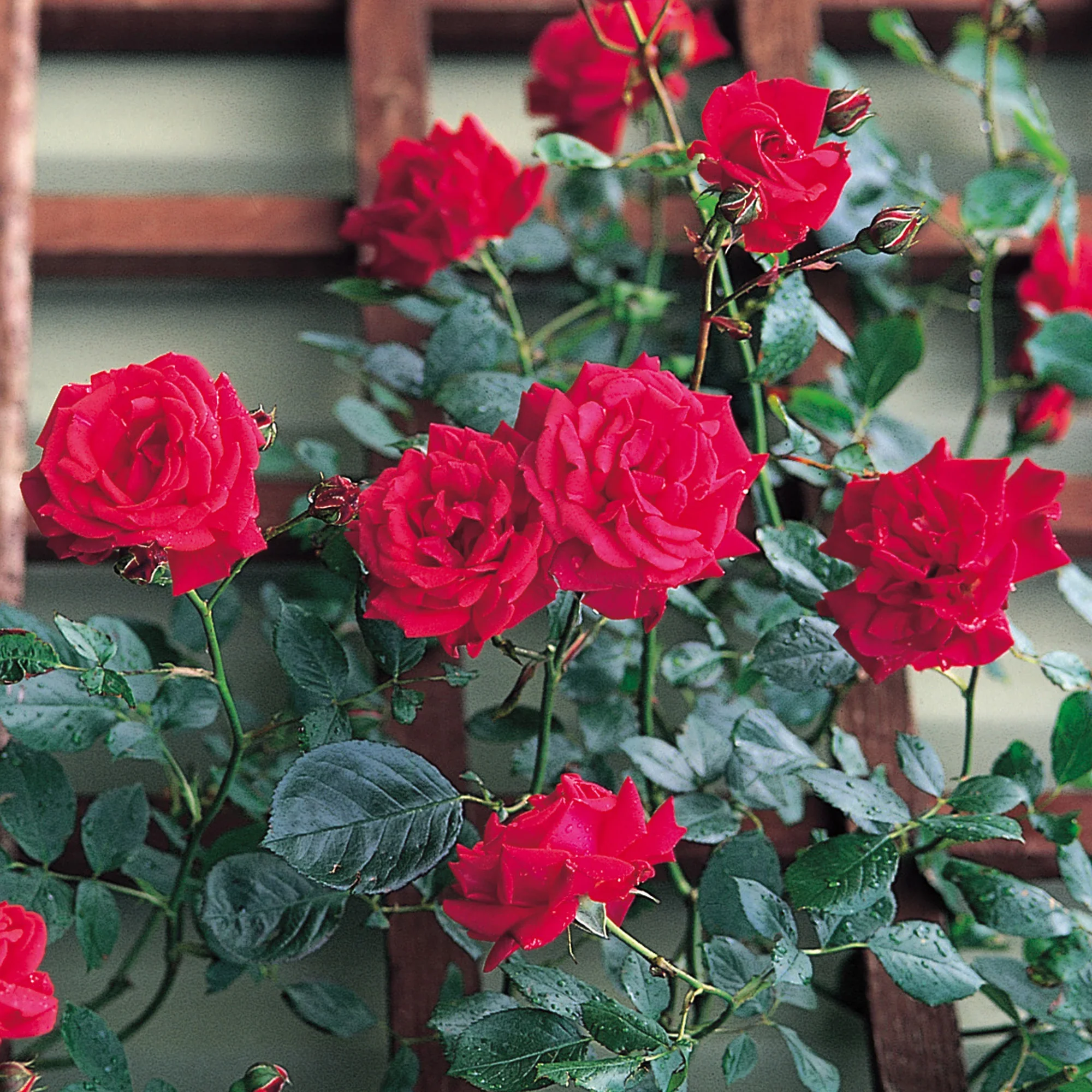 Rosa ‘Royal Queen’® – Trandafir floribunda, catarator, parfumat