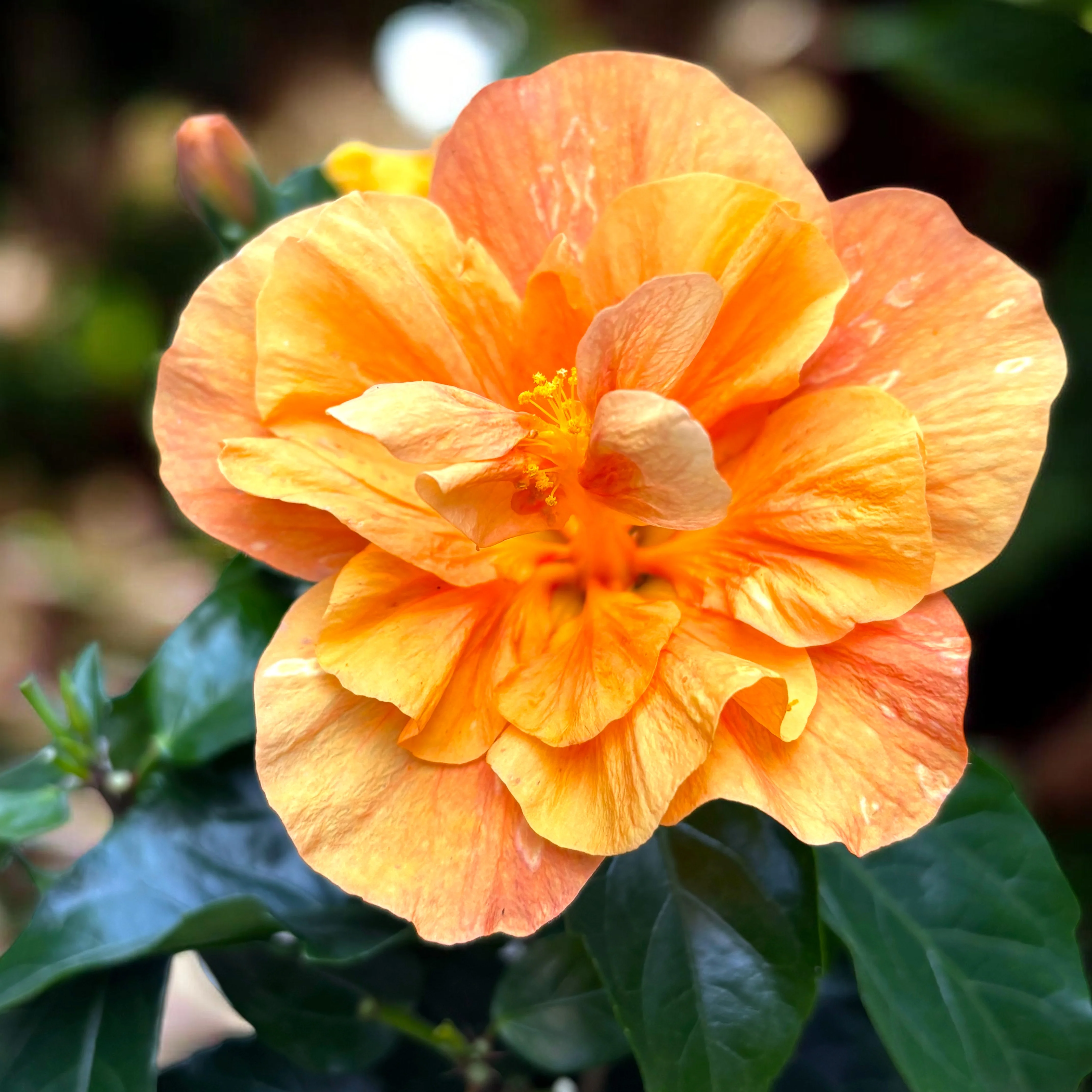 Hibiscus rosa-sinensis 'Jazz’ (trandafir japonez cu flori duble)